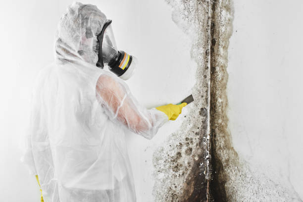 Best Mold Removal Process  in La Center, WA
