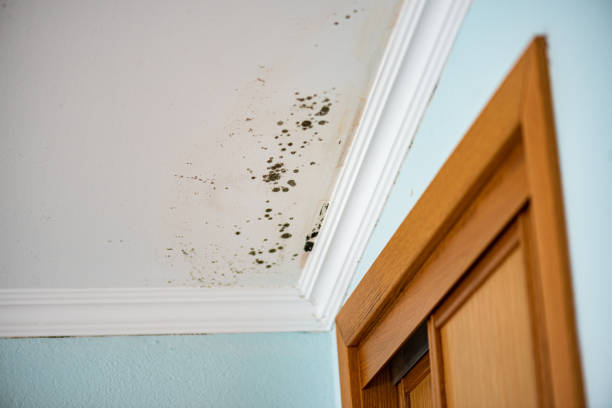 Attic Mold Removal in La Center, WA