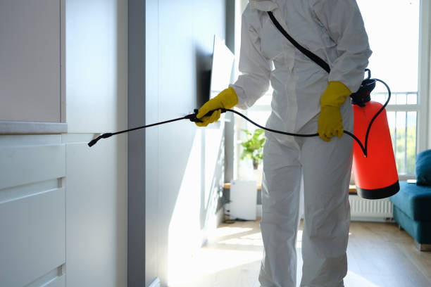 Mold Removal Process in La Center, WA