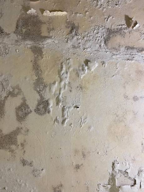 Best Mold Cleaning Services  in La Center, WA