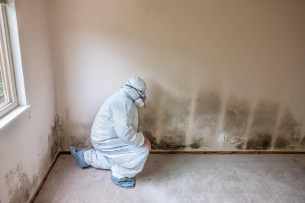 Certified Mold Removal in La Center, WA