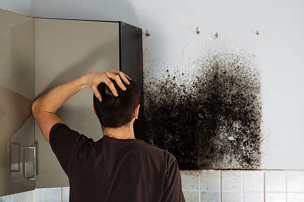 Best Mold Damage Repair  in La Center, WA
