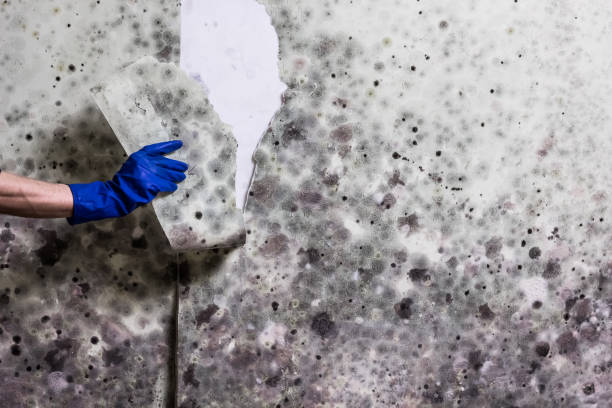 Best Local Mold Removal Service  in La Center, WA