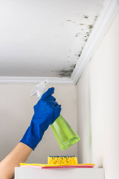 Best Residential Mold Removal  in La Center, WA